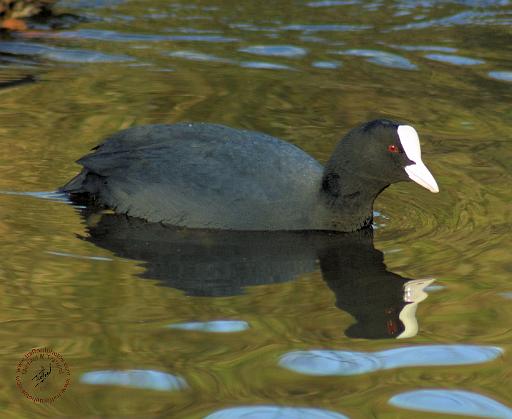 Coot 9R005D-125.JPG